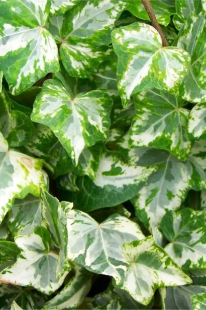 Плющ звичайний `Вайт Ріпл` | Hedera helix `White Ripple` | Плющ обычный `Вайт Рипл`